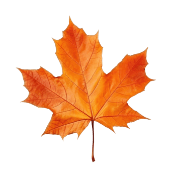 Autumn falling leaf isolated png