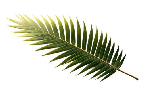 Palm tree leaves isolated on transparent background. PNG file, cut out. AI Generated