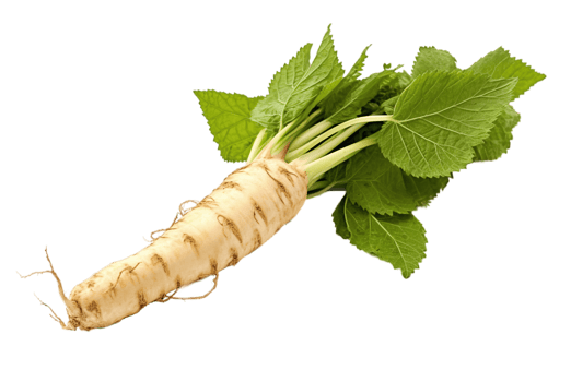 Horseradish root isolated on transparent background. PNG file, cut out. AI Generated