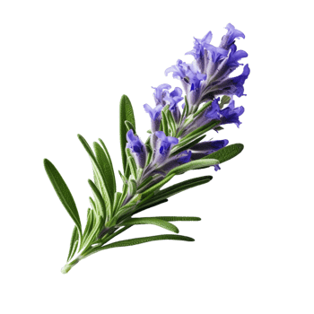 AI Generative lavender plants purple flowers transparent background png