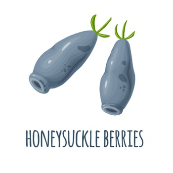 Honeysuckle berries. Ripe berries fruits from farm garden or wild forest. vector