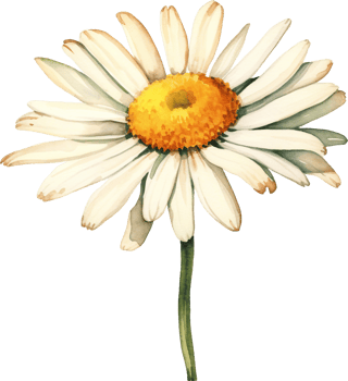 Watercolor daisy, hand painted floral illustration, white flowers isolated on a white background. png