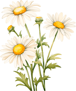 Watercolor daisy, hand painted floral illustration, white flowers isolated on a white background. png