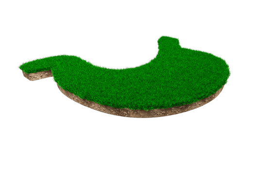 Stomach shape made of green grass and Rock ground texture cross section with 3d illustration png