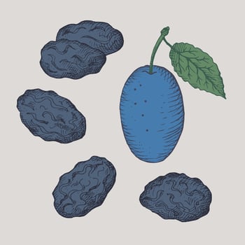 Prunes drawing of dry plums fruit.Hand drawn dried fruits, fresh fruits, vector illustration on isolated background. Oriental sweets, healthy food. For print, label, template, logo, card. Hand drawn