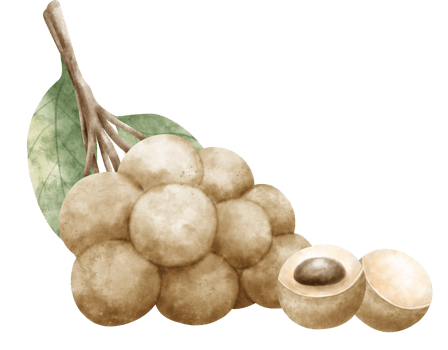 Watercolor Longan illustration png