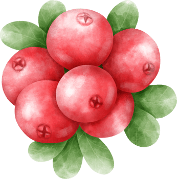 Watercolor Cranberry illustration png