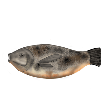 Grilled fish seafood illustration png