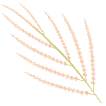 flowers in the branches isolated on transparent background png