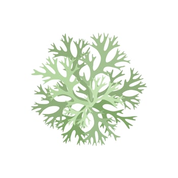 Vector illustration, Evernia prunastri, known as oakmoss isolated on white background.