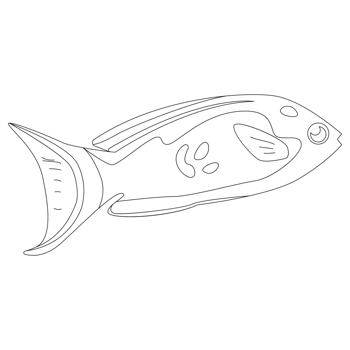 Belgianyellow Fish 2D Outline Illustrations png