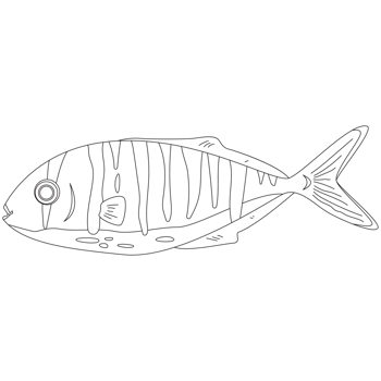 Blackyellow Fish 2D Outline Illustrations png