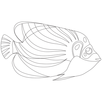 Three Color Fish 2D Outline Illustrations png