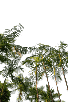 tropical palm trees on a transparent background png