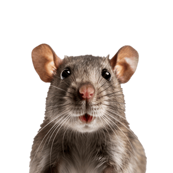 Cute rat face isolated png