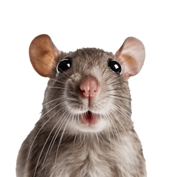 Cute rat face isolated png