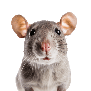 Cute rat face isolated png