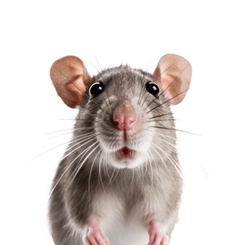 Cute rat face isolated png