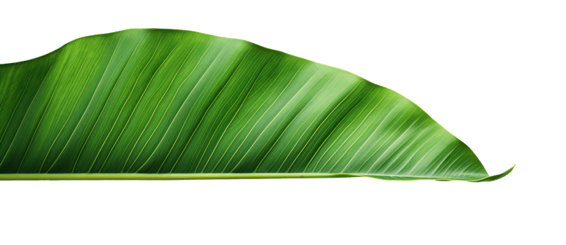 Group of banana leaves in row isolated png