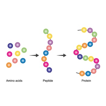 Amino acids are the monomers of protein. Amino acids are firstly converted to peptide compounds, which then converted to proteins. a protein is made up of one or more  linear chains of amino acids vector