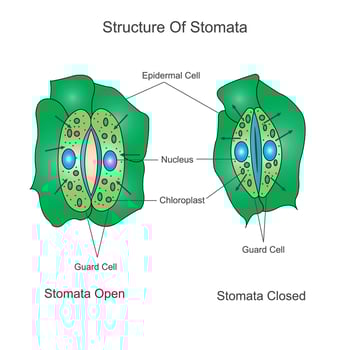 Structure of stomata. Opening and closing of stomata.Biological illustration. vector