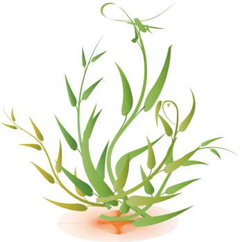 leaf foliage plant botanical for decorative abstract background png