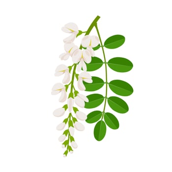 Vector illustration, blooming acacia flower with green leaves, scientific name Robinia pseudoacacia, isolated on white background.