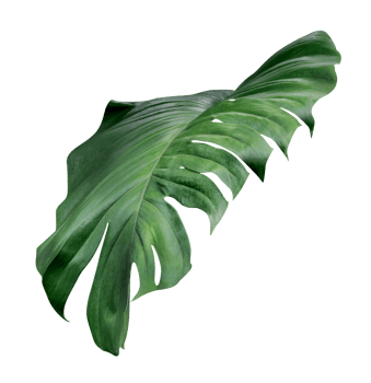 Green leaves pattern,leaf monstera isolated png