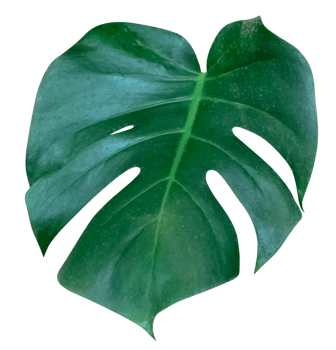 Green leaves pattern,leaf monstera isolated png