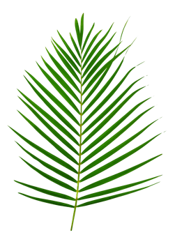 Green leaves pattern,leaf palm tree isolated png