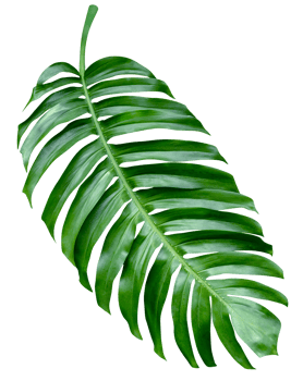 Green leaves pattern,leaf monstera isolated png