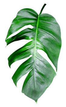 Green leaves pattern,leaf monstera isolated png