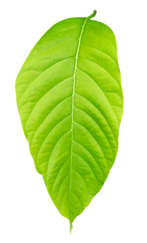 Green yellow leaves pattern of tropical leaf plant isolated png