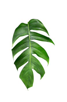 Green leaves pattern,leaf monstera isolated png