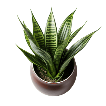 Houseplant in pot, Top view, Cutout, Ai generative png