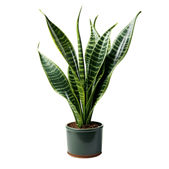 Houseplant in pot, Cutout, Ai generative png