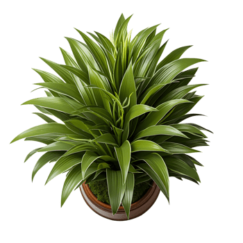 Houseplant in pot, Top view, Cutout, Ai generative png