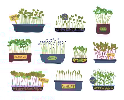 Cartoon Color Micro Greens Icon Set. Vector