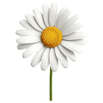 3d Chamomile White Bud Close Up icon. Realistic Decorative Blooming daisy flower. Digital illustration for artwork design PNG on transparent background