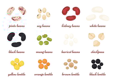 Leguminous set. Grains of beans, soybeans, lentils, chickpeas, mung. Organic superfood vector