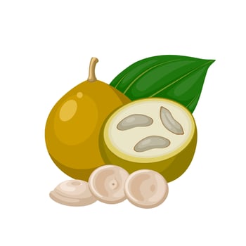 Vector illustration, Strychnos nux-vomica, strychnine tree, also known as nux vomica, poisonous fruit, strychnos cement, and quaker button, isolated on white background.