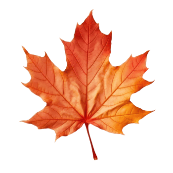 Autumn colored fall leaf isolated. png
