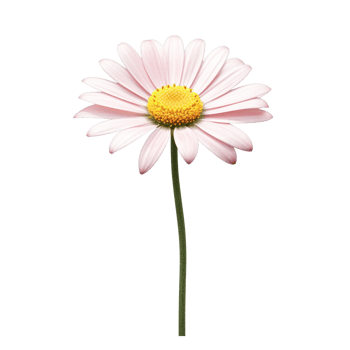 AI Generative watercolor daisy flower gradient pastel isolation on white transparent png