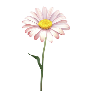 AI Generative watercolor daisy flower gradient pastel isolation on white transparent png