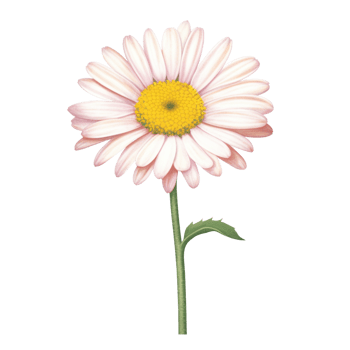 AI Generative watercolor daisy flower gradient pastel isolation on white transparent png