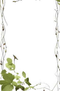 Vines Border Frame Ai Generative png