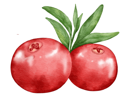 cranberry fruit composition  watercolor illustration isolated element png
