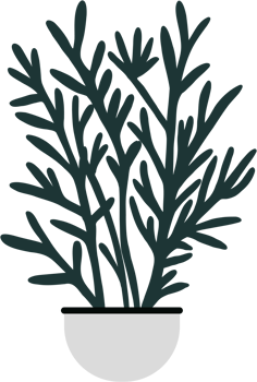 houseplant drawing illustration png