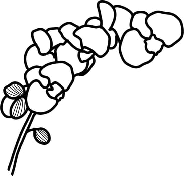 sketch of orchid flower vector
