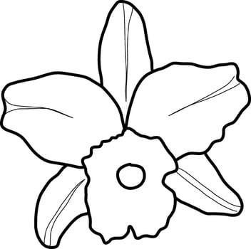 sketch of orchid flower vector